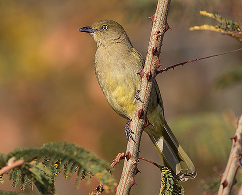 Sombre Greenbul